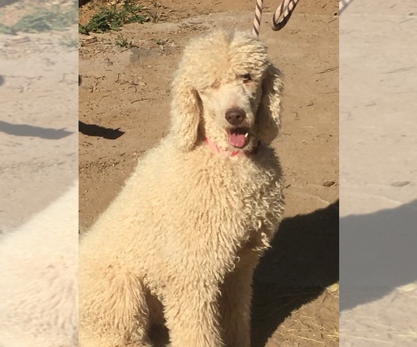 Medium Photo #1 Poodle (Standard) Puppy For Sale in SCOTTSDALE, AZ, USA