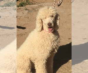 Mother of the Poodle (Standard) puppies born on 12/07/2024