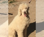 Small Photo #1 Poodle (Standard) Puppy For Sale in SCOTTSDALE, AZ, USA
