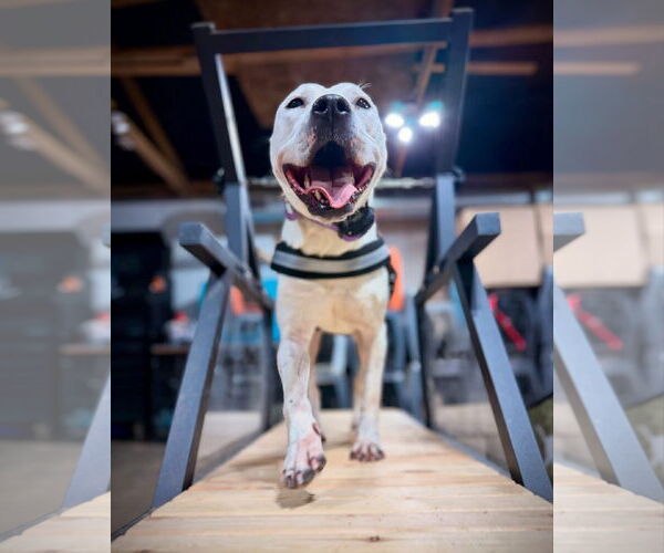 Medium Photo #10 American Pit Bull Terrier-Unknown Mix Puppy For Sale in Germantown, OH, USA