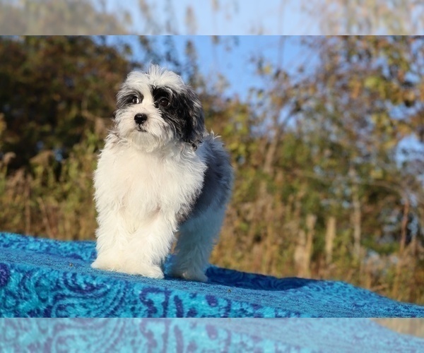 Medium Photo #19 ShihPoo Puppy For Sale in DYERSBURG, TN, USA