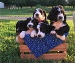 Small Photo #2 Bernedoodle Puppy For Sale in PERU, IN, USA