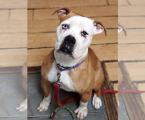Medium Photo #22 Boxer-Unknown Mix Puppy For Sale in Rockaway, NJ, USA