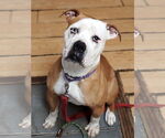 Small #21 Boxer Mix