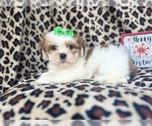 Lhasa Apso Puppy for sale in LAKELAND, FL, USA