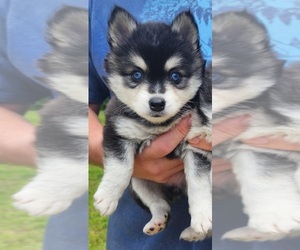 Alaskan Klee Kai Puppy for sale in PRATTVILLE, AL, USA