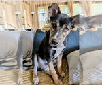Small #2 Mutt