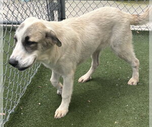 Great Pyrenees-Unknown Mix Dogs for adoption in Texas City, TX, USA