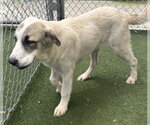 Small Great Pyrenees Mix