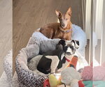 Small #5 Rat Terrier Mix