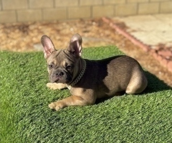 Medium Photo #4 French Bulldog Puppy For Sale in LONG BEACH, CA, USA