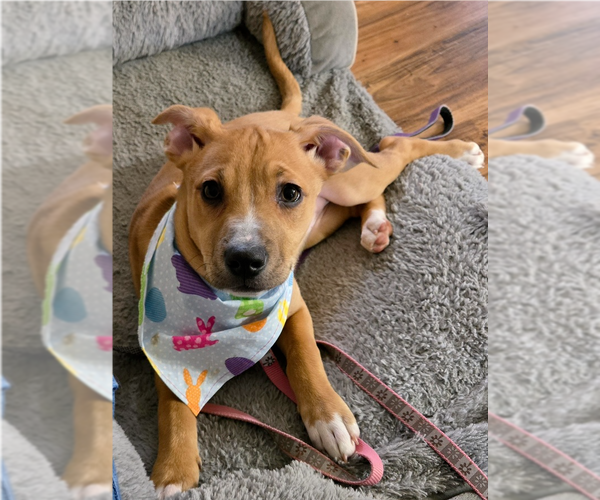 Medium Photo #1 Australian Shepherd-Unknown Mix Puppy For Sale in Springdale, PA, USA