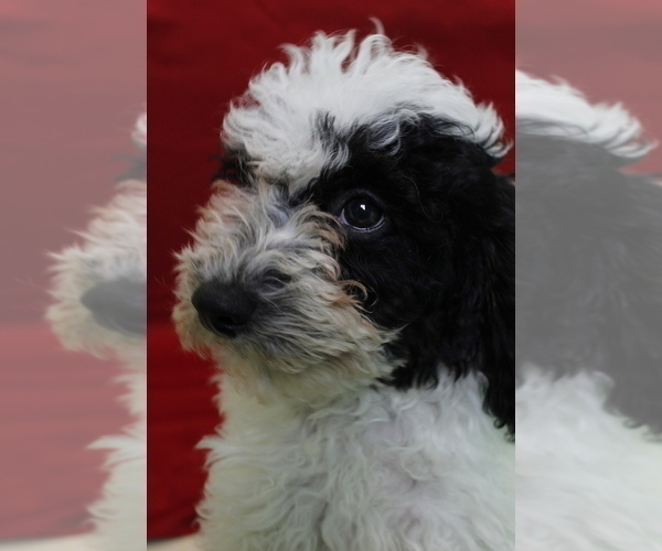 Medium Photo #5 Poodle (Miniature) Puppy For Sale in PATERSON, NJ, USA