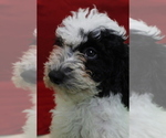 Small Photo #5 Poodle (Miniature) Puppy For Sale in PATERSON, NJ, USA