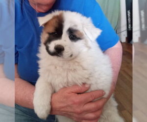 Chow Chow-Unknown Mix Dogs for adoption in Grafton, WI, USA