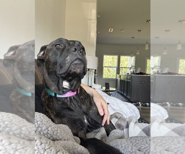 Medium Photo #10 Boxer-Unknown Mix Puppy For Sale in Raleigh, NC, USA