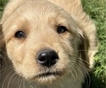 Small Photo #3 Golden Retriever Puppy For Sale in PAIGE, TX, USA