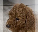 Small #3 Golden Retriever-Poodle (Toy) Mix