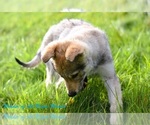 Small #18 Czech Wolfdog