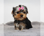 Small #1 Yorkshire Terrier