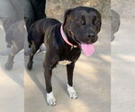 Small #6 Labrador Retriever Mix
