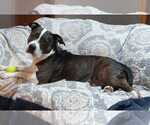 Small #3 American Staffordshire Terrier Mix