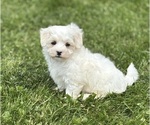 Small #9 Maltese
