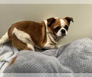Chug Dogs for adoption in Santa Maria, CA, USA