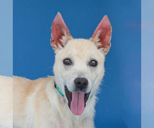 German Shepherd Dog Dogs for adoption in Pasadena, CA, USA