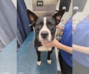 Bulldog-Unknown Mix Dogs for adoption in Mobile, AL, USA