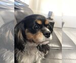Small Photo #2 Cavalier King Charles Spaniel Puppy For Sale in Sioux Falls, SD, USA