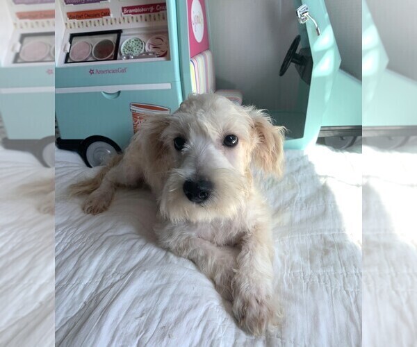 Medium Photo #1 Chonzer Puppy For Sale in MORENO VALLEY, CA, USA