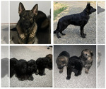 Small Photo #1 German Shepherd Dog Puppy For Sale in FRUITLAND, WA, USA