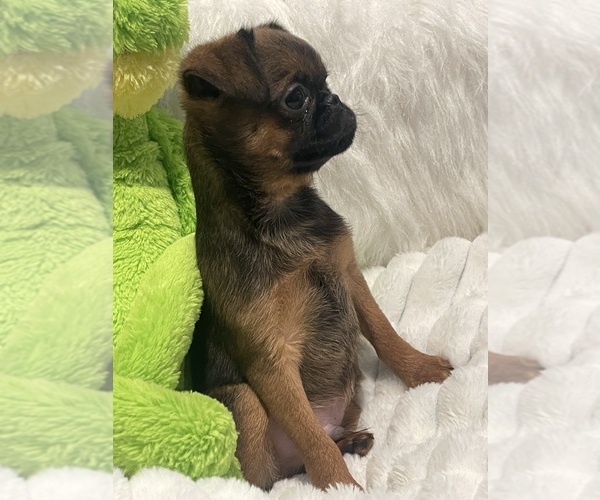 Medium Photo #18 Brussels Griffon Puppy For Sale in LEXINGTON, VA, USA