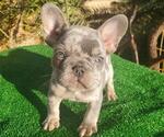 Small Photo #9 French Bulldog Puppy For Sale in N LAS VEGAS, NV, USA