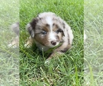 Small Photo #2 Australian Shepherd Puppy For Sale in EXETER, MO, USA