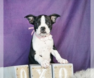 Medium Boston Terrier