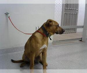 Labrador Retriever-Unknown Mix Dogs for adoption in Pasadena, TX, USA