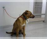 Small Labrador Retriever Mix