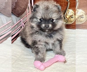 Pomeranian Puppy for sale in LISLE, IL, USA