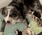 Small Photo #1 Border Collie Puppy For Sale in DELTA, PA, USA