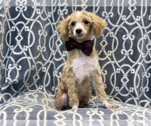 Poodle (Miniature) Puppy for sale in LAKELAND, FL, USA