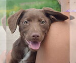 Small #4 Australian Shepherd Mix