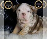 Puppy Cocoa Puffs English Bulldog