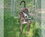 Small #12 Boxer-Plott Hound Mix