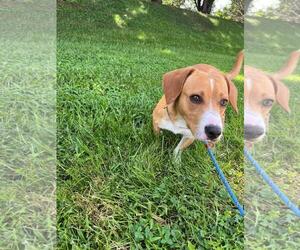 Ozzy - Male Beagle-Eurasier Mix Dog for Adoption - Photo #2