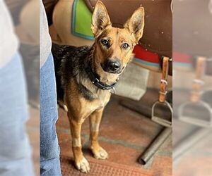 Jasmine - Female Australian Kelpie-German Shepherd Dog Mix Dog for Adoption - Photo #4