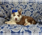 Small Photo #2 Pomsky Puppy For Sale in PEACH BOTTOM, PA, USA
