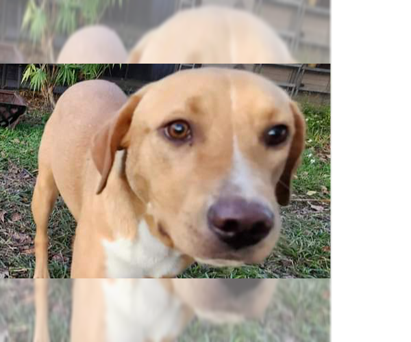 Medium Photo #1 Labrador Retriever-Unknown Mix Puppy For Sale in Tampa, FL, USA