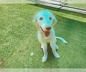 Golden Retriever-Unknown Mix Dogs for adoption in Grand Prairie, TX, USA